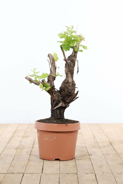 Weinrebe Vitis Vinifera Bonsai 60-80 Topf Weinrebe / Vitis Vinifera bonsai 60-80 cm