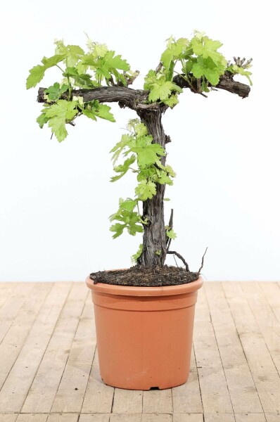 Weinrebe Vitis Vinifera Bonsai 80-100 Topf Weinrebe / Vitis Vinifera bonsai 80-100 cm