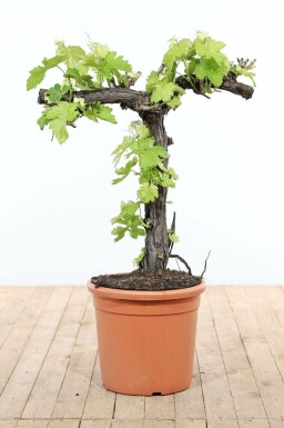 Weinrebe Vitis Vinifera Bonsai 80-100 Topf Weinrebe / Vitis Vinifera bonsai 80-100 cm