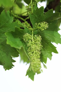 Weinrebe / Vitis Vinifera bonsai 80-100 cm