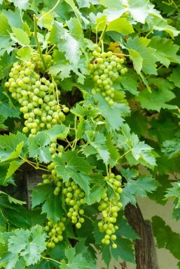 Weinrebe / Vitis Vinifera bonsai 80-100 cm