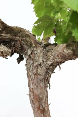 Weinrebe / Vitis Vinifera auf Stamm 100-125 cm
