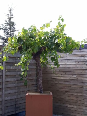 Weinrebe Vitis Vinifera Auf Stamm 15-20 100-125 Topf