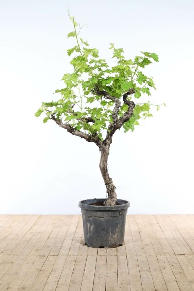 Weinrebe Vitis Vinifera Auf Stamm 30-40 150-175 Topf Weinrebe / Vitis Vinifera auf Stamm 150-175 cm