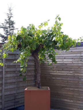 Weinrebe / Vitis Vinifera auf Stamm 150-175 cm