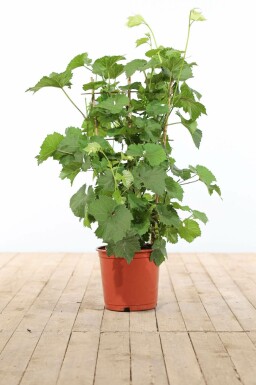 Weinrebe Vitis Vinifera Gitter 100-120 Topf Weinrebe / Vitis Vinifera Rankhilfe 100-120 cm