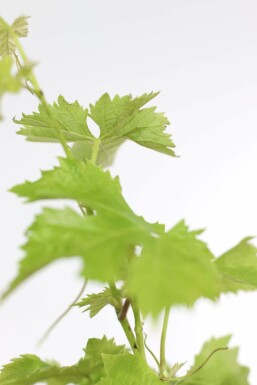 Weinrebe / Vitis Vinifera Rankhilfe 100-120 cm