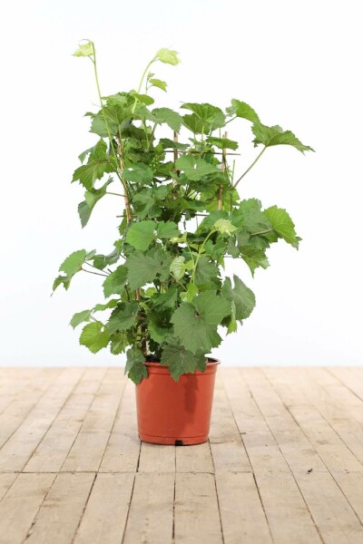 Weinrebe Vitis Vinifera Gitter 70-80 Topf Weinrebe / Vitis Vinifera Rankhilfe 70-80 cm