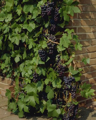Weinrebe Vitis Vinifera Gestäbt 60-80 Topf Weinrebe / Vitis Vinifera Stock 60-80 cm