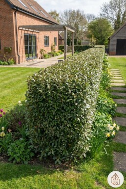 Ölweide Elaeagnus Ebbingei 80-100 cm - Ballen
