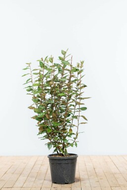 Ölweide Elaeagnus Ebbingei Hecke 80-100 Ballen Ölweide Elaeagnus Ebbingei 80-100 cm