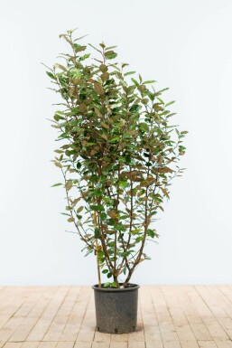 Ölweide Elaeagnus Ebbingei Hecke 100-125 Ballen Ölweide Elaeagnus Ebbingei 100-125 cm