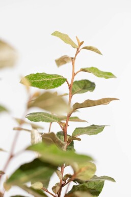 Ölweide Elaeagnus Ebbingei Hecke 100-125 Ballen