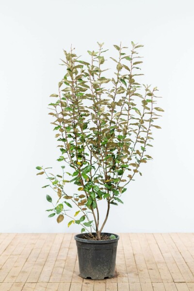 Ölweide Elaeagnus Ebbingei 125-150 cm