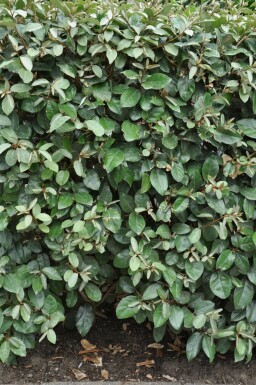 Ölweide Elaeagnus Ebbingei 125-150 cm