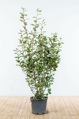Ölweide Elaeagnus Ebbingei 150-175 cm