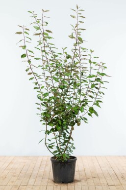 Ölweide Elaeagnus Ebbingei Hecke 175-200 Ballen Ölweide Elaeagnus Ebbingei 175-200 cm