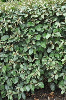 Ölweide Elaeagnus Ebbingei 175-200 cm