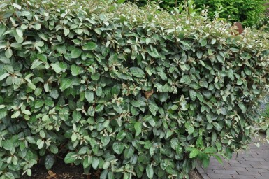 Ölweide Elaeagnus Ebbingei 175-200 cm
