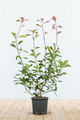 Glanzmispel Photinia fraseri Red Robin Hecke 60-80 Ballen Glanzmispel Photinia Fraseri Red Robin 60-80 cm