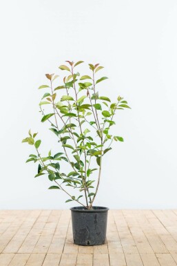 Glanzmispel Photinia fraseri Red Robin Hecke 80-100 Ballen Glanzmispel Photinia Fraseri Red Robin 80-100 cm