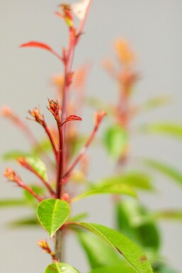 Glanzmispel Photinia Fraseri Red Robin 80-100 cm