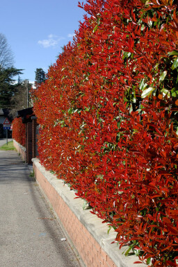 Glanzmispel Photinia Fraseri Red Robin 80-100 cm