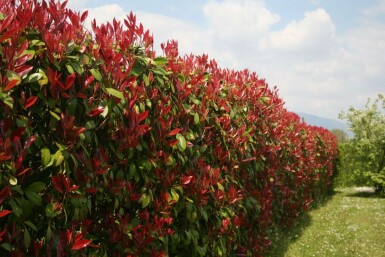 Glanzmispel Photinia fraseri Red Robin Hecke 150-175 Ballen