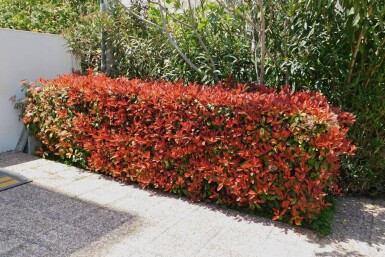 Glanzmispel Photinia Fraseri Red Robin 150-175 cm - Ballen