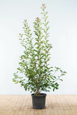 Glanzmispel Photinia fraseri Red Robin Hecke 175-200 Ballen Glanzmispel Photinia Fraseri Red Robin 175-200 cm