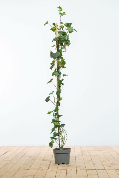 Efeu / Irischer Efeu Hedera Hibernica 100-125 cm