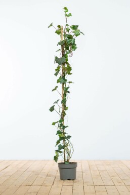 Eufe / Irischer Efeu Hedera hibernica Hecke 100-125 Topf Efeu / Irischer Efeu Hedera Hibernica 100-125 cm