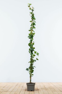 Eufe / Irischer Efeu Hedera hibernica Hecke 125-150 Topf Efeu / Irischer Efeu Hedera Hibernica 125-150 cm