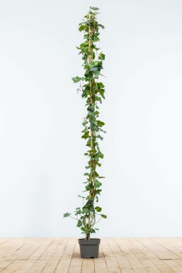 Efeu / Irischer Efeu Hedera Hibernica 150-175 cm