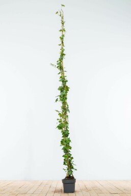 Eufe / Irischer Efeu Hedera hibernica Hecke 175-200 Topf Efeu / Irischer Efeu Hedera Hibernica 175-200 cm