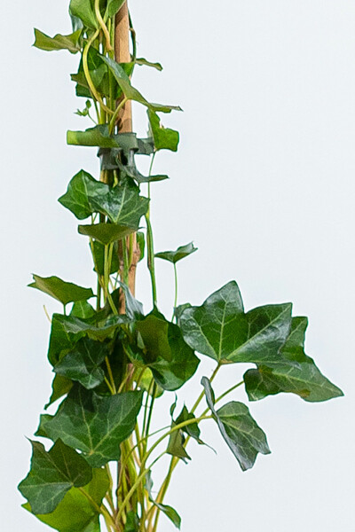 Efeu / Irischer Efeu Hedera Hibernica 175-200 cm