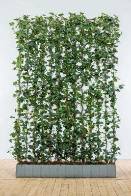 Eufe / Irischer Efeu Hedera hibernica Fertighecke 180 Topf Efeu / Irischer Efeu Hedera Hibernica 180 cm