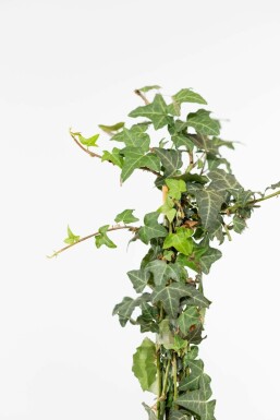 Efeu / Gemeiner Efeu Hedera helix Hecke 80-100 Topf Efeu / Gemeiner Efeu Hedera Helix 80-100 cm