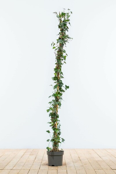 Efeu / Gemeiner Efeu Hedera Helix 100-125 cm