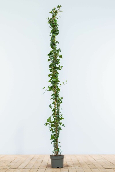 Efeu / Gemeiner Efeu Hedera Helix 150-175 cm