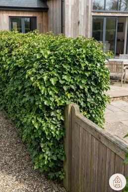 Efeu / Gemeiner Efeu Hedera Helix 150-175 cm