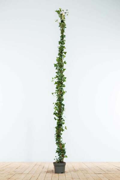 Efeu / Gemeiner Efeu Hedera Helix 175-200 cm