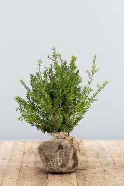 Japanische Stechpalme Ilex crenata Blondie Hecke 40-60 Ballen Japanische Stechpalme / Ilex Crenata Blondie 40-60 cm