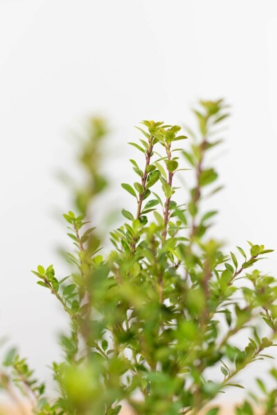 Japanische Stechpalme Ilex crenata Blondie Hecke 40-60 Ballen Japanische Stechpalme / Ilex Crenata Blondie 40-60 cm