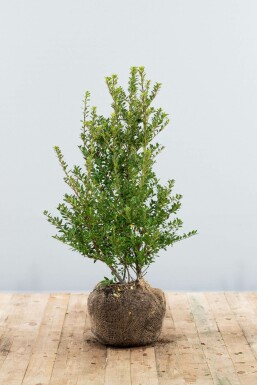 Japanische Stechpalme / Ilex Crenata Blondie 60-80 cm
