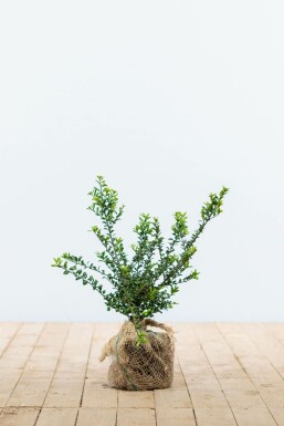 Japanische Stechpalme Ilex crenata Convexa Hecke 20-30 Topf Japanische Stechpalme / Ilex Crenata Convexa 20-30 cm
