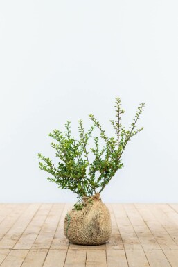 Japanische Stechpalme Ilex crenata Convexa Hecke 30-40 Ballen Japanische Stechpalme / Ilex Crenata Convexa 30-40 cm