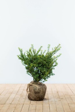 Japanische Stechpalme Ilex crenata Convexa Hecke 40-50 Ballen Japanische Stechpalme / Ilex Crenata Convexa 40-50 cm