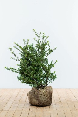 Japanische Stechpalme Ilex crenata Convexa Hecke 60-80 Ballen