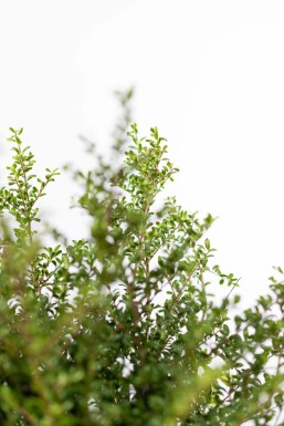 Japanische Stechpalme / Ilex Crenata Convexa 60-80 cm